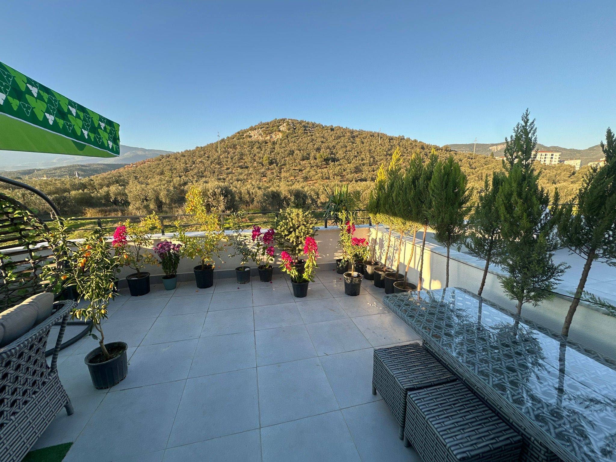 Teras ve zeytinlik manzarası